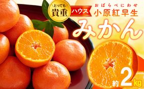 とっても貴重　ハウス小原紅早生みかん　約2kg【2025年6月中旬～2025年8月上旬配送】 372013_T006-195J