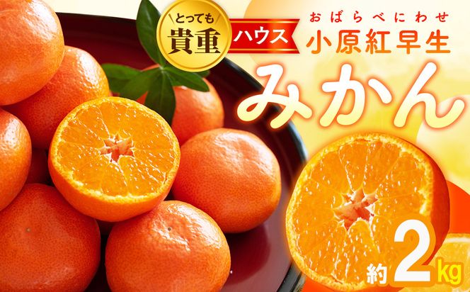 とっても貴重　ハウス小原紅早生みかん　約2kg【2025年6月中旬～2025年8月上旬配送】 372013_T006-195J