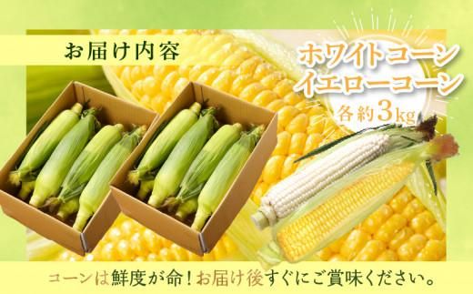 瀬戸内ホワイトコーン・イエローコーン食べ比べ 各約3kg【2026-6月中旬～2026-7月中旬配送】 372013_T006-203J