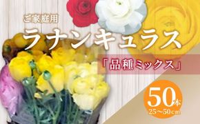ご家庭用 ラナンキュラス品種ミックス 50本(長さ25～50cm)【2026-1月中旬～2026-3月下旬配送】 372013_T006-212J