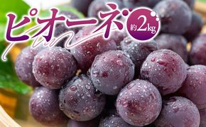 ピオーネ　約2kg【2026-7月中旬～2026-9月下旬配送】 372013_T006-222J