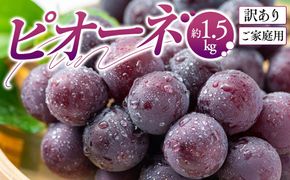 訳あり ご家庭用 ピオーネ 約1.5kg【2026-8月中旬～2026-9月下旬配送】 372013_T006-223J