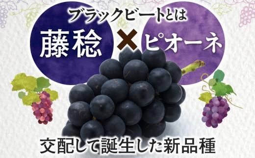 訳あり ご家庭用 ブラックビート 約1kg【2026年8月中旬～2026年9月下旬配送】 372013_T006-225J