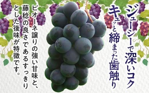 訳あり ご家庭用 ブラックビート 約1kg【2026年8月中旬～2026年9月下旬配送】 372013_T006-225J
