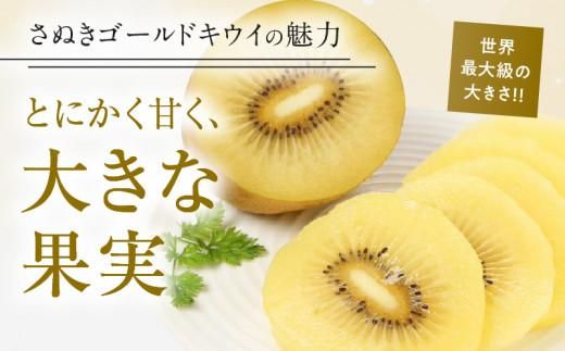 さぬきゴールドキウイ化粧箱　約1.4kg【2025-10月中旬～2026-1月下旬配送】 372013_T006-231J