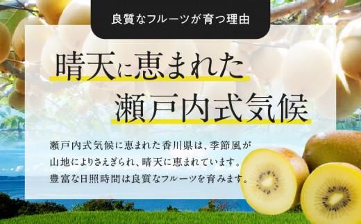 さぬきゴールドキウイ化粧箱　約1.4kg【2025-10月中旬～2026-1月下旬配送】 372013_T006-231J