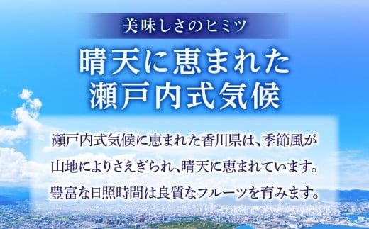 さぬきエンジェルスイート(小玉)　約1.6kg【2024年11月中旬～2025年2月上旬配送】 372013_T006-234J