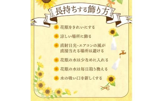 ヒマワリ切花(長さ60～80cm)【2026年6月中旬～2026年9月下旬配送】 372013_T006-240J
