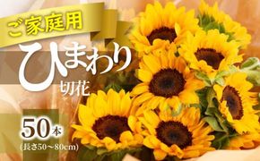ご家庭用　ヒマワリ切花【2026年6月中旬～2026年9月下旬配送】 372013_T006-241J