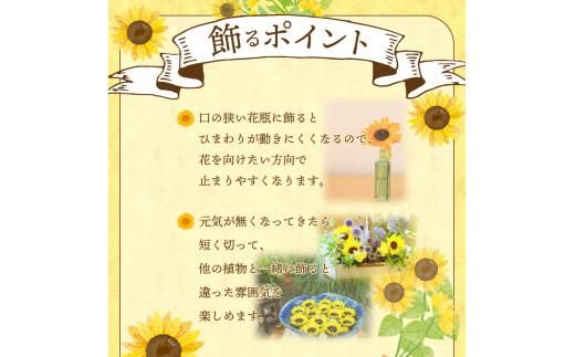 ご家庭用　ヒマワリ切花【2026年6月中旬～2026年9月下旬配送】 372013_T006-241J