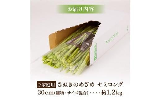 訳あり  ご家庭用 さぬきのめざめ セミロング 30cm ( 細物・サイズ混合 ) 約1.2kg【2026年7月上旬～2026年10月中旬配送】 372013_T006-247J
