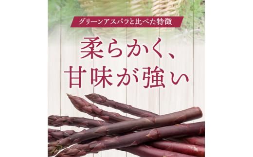 貴重で甘みが強い ! 紫 アスパラガス ( Lサイズ 以上 ) 約1.3kg【2026-6月上旬～2026-10月中旬配送】 372013_T006-248J
