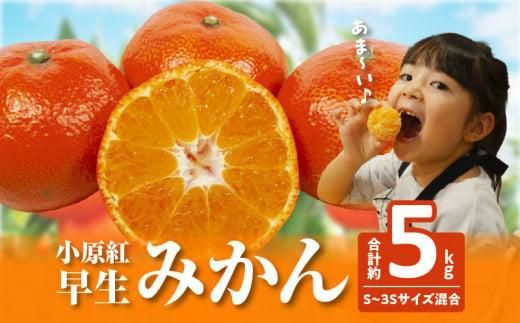 【訳あり】ご家庭用　小原紅早生みかん(サイズおまかせ)約5kg【2025年11月中旬～2026年1月中旬配送】 372013_T006-258J