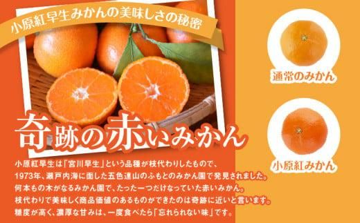 【訳あり】ご家庭用　小原紅早生みかん(サイズおまかせ)約5kg【2025年11月中旬～2026年1月中旬配送】 372013_T006-258J