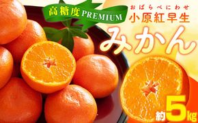 高糖度　プレミアム小原紅早生みかん　約5kg【2025-11月中旬～2026-1月中旬配送】 372013_T006-259J