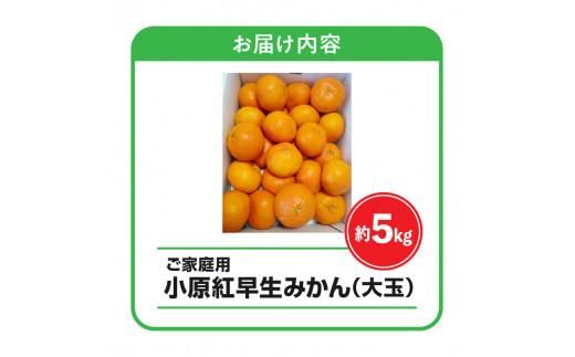 【訳あり】ご家庭用小原紅早生みかん(大玉)　約5kg【2025-11月中旬～2026-1月中旬配送】 372013_T006-270J