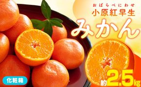 小原紅早生みかん化粧箱　約2.5kg【2025-11月中旬～2026-1月中旬配送】 372013_T006-271J