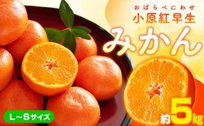 小原紅早生みかん(L～Sサイズ)　約5kg【2025-11月中旬～2026-1月中旬配送】 372013_T006-272J