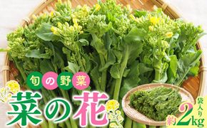旬の野菜 菜の花 (袋入り) 約2kg【2025-12月上旬～2026-3月下旬配送】 372013_T006-278J