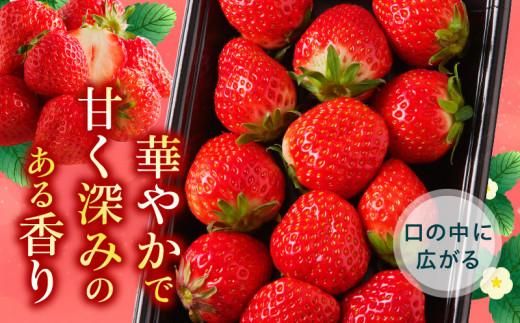 訳あり ご家庭用 さぬきひめ 約2.5kg【2027-2月下旬～2027-6月下旬配送】 372013_T006-283J