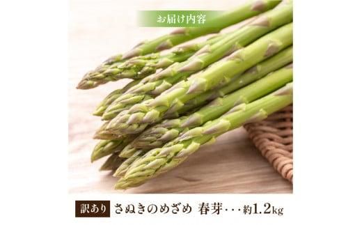 訳あり 柔らかさと甘みが際立つ さぬきのめざめ春芽 約1.2kg【2026-3月上旬～2026-4月下旬配送】 372013_T006-289J