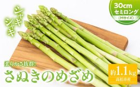 さぬきのめざめセミロング30cm(Mサイズ) 約1.1kg【2026-3月上旬～2026-3月下旬配送】 372013_T006-291J