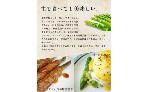 ご家庭用 さぬきのめざめセミロング30cm(細物・サイズ混合) 約1.5kg【2026-3月上旬～2026-6月下旬配送】 372013_T006-297J