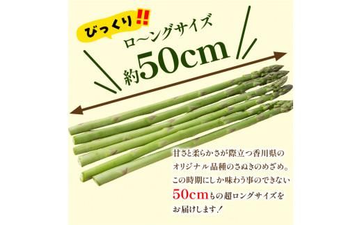 びっくりロ～ングサイズ さぬきのめざめロング約50cm 約2kg【2026-2月中旬～2026-4月下旬配送】 372013_T006-300J