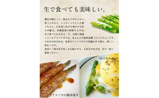 びっくりロ～ングサイズ さぬきのめざめロング約50cm 約2kg【2026-2月中旬～2026-4月下旬配送】 372013_T006-300J