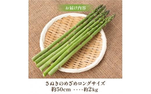 びっくりロ～ングサイズ さぬきのめざめロング約50cm 約2kg【2026-2月中旬～2026-4月下旬配送】 372013_T006-300J