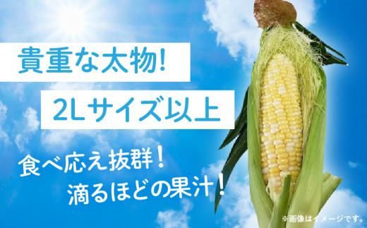 ＼寄附額改定／食べ応え抜群 太物2Lサイズ以上!ドルチェドリーム 約3.5kg【2027-6月上旬～2027-7月上旬配送】 372013_T006-305J