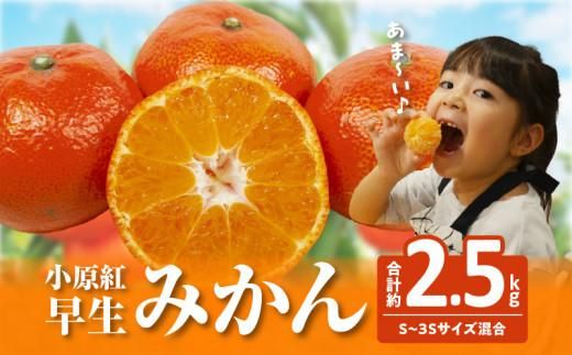 【訳あり】ご家庭用小原紅早生みかん(サイズおまかせ)　約2.5kg【11月下旬～1月下旬配送予定】 372013_T006-763J