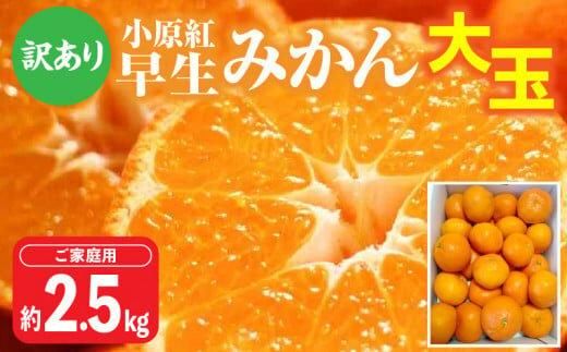 【訳あり】ご家庭用小原紅早生みかん(大玉)　約2.5kg【11月下旬～1月下旬配送予定】 372013_T006-764J