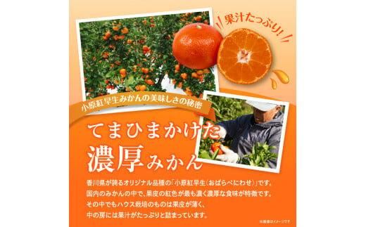 【訳あり】ご家庭用小原紅早生みかん(大玉)　約2.5kg【11月下旬～1月下旬配送予定】 372013_T006-764J