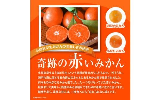 【訳あり】ご家庭用小原紅早生みかん(大玉)　約2.5kg【11月下旬～1月下旬配送予定】 372013_T006-764J