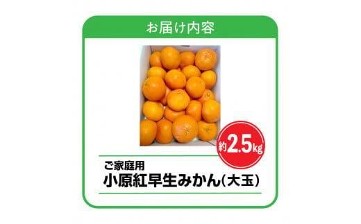 【訳あり】ご家庭用小原紅早生みかん(大玉)　約2.5kg【11月下旬～1月下旬配送予定】 372013_T006-764J