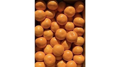 ［秀品・サイズ2L］和歌山有田産！早生みかん≪10kg≫［予約販売］［数量限定］まる隆果樹園  	CS027