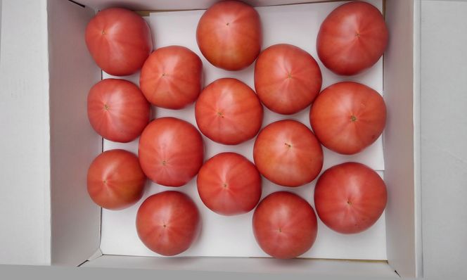 288 有田産の大粒トマト (A288-1)