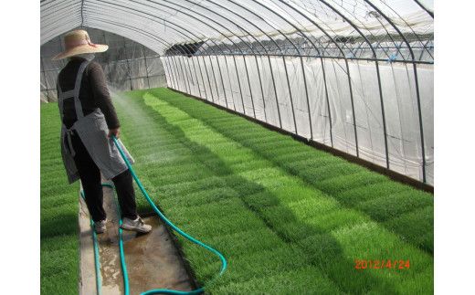 【令和5年産】 雨引の郷 延喜米 コシヒカリ 10kg【茨城県共通返礼品　桜川市産】 ※着日指定不可 ※北海道・沖縄・離島への配送不可