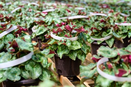 【先行受付11月20日より発送 数量・期間限定】鉢花 シクラメン 5号鉢×2鉢 【ピンク・レッドの2色をお届けします!!】【シクラメン 冬のギフト ふるさと納税】(H069110)