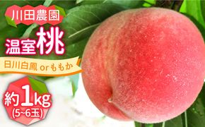 【2026年6月〜発送】どちらが届くかはお楽しみ！温室桃 約1kg / 日川白鳳 or ももか / 桃 もも フルーツ 果物 / 南島原市 / 川田農園 [SAP002]