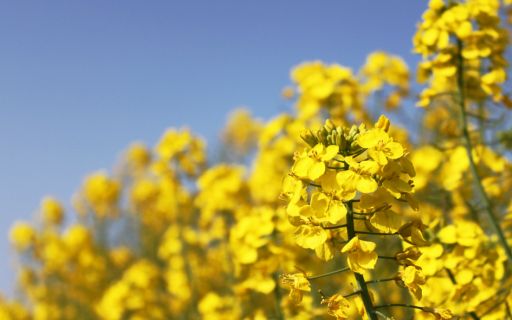 一番搾り 菜の花油 2本 + 菜の花 一番搾り ドレッシング 1本《築上町》【農事組合法人 湊営農組合】 [ABAQ007]