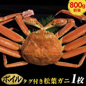 【早期受付】【ボイル】タグ付き松葉ガニ　大1枚（800g前後）《かに カニ 蟹 ズワイガニ》※着日指定不可※2024年11月上旬頃から順次発送予定