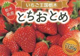 とちおとめ 1120g [2024年12月初旬より順次発送予定] 朝獲れ新鮮 秘密にしたい美味しさ｜いちご イチゴ 苺 フルーツ 果物 産地直送 先行予約 栃木県産 [0587]