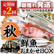 【0301102b】＜定期便・全2回(9月・10月)＞「秋の鮮魚BOX」朝獲れ発送！鮮魚問屋が厳選したおまかせ鮮魚(約2kg程度×2回)魚 魚介類 鮮魚 海鮮 詰め合わせ セット 刺身 天ぷら 煮つけ 塩焼き【江川商店】