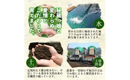 a0-169 【冬限定・数量限定】＜R6年11月下旬～12月末頃発送予定＞牧さんの訳ありメロン 赤玉(赤肉)1玉