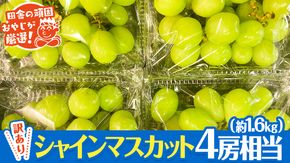 【 訳あり 】 シャインマスカット 4房相当（ 約1.6kg ） 【 令和6年9月より発送開始 】 田舎の頑固おやじが厳選！ [BI208-NT]