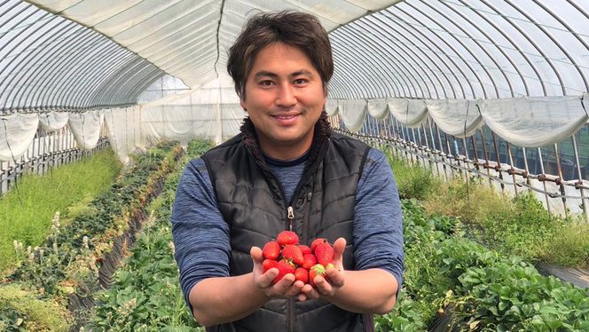 【 訳あり 】 冷凍 いちご 約2.5kg ( 500g × 5パック ) イチゴ 苺 アイス 冷たい 旬 凍眠 小分け 新鮮 お得 品種ランダム [AU069ya]