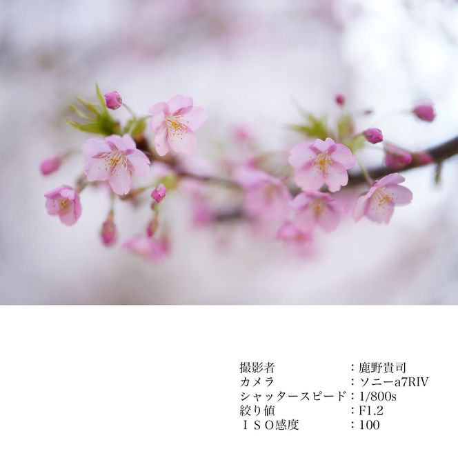 SIGMA 50mm F1.2 DG DN | Art【ソニーEマウント】（数量限定）カメラ レンズ 家電 単焦点