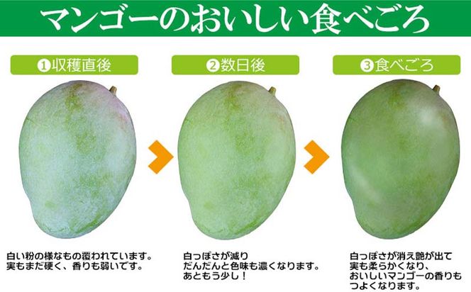 【先行受付】【2026年発送】屋宜原農園が丹精込めた「キーツマンゴー」約1.5kg - 先行予約 沖縄 産地直送 南国フルーツ 旬の味覚 沖縄県産 国産マンゴー 希少種 季節の果物 沖縄県 八重瀬町